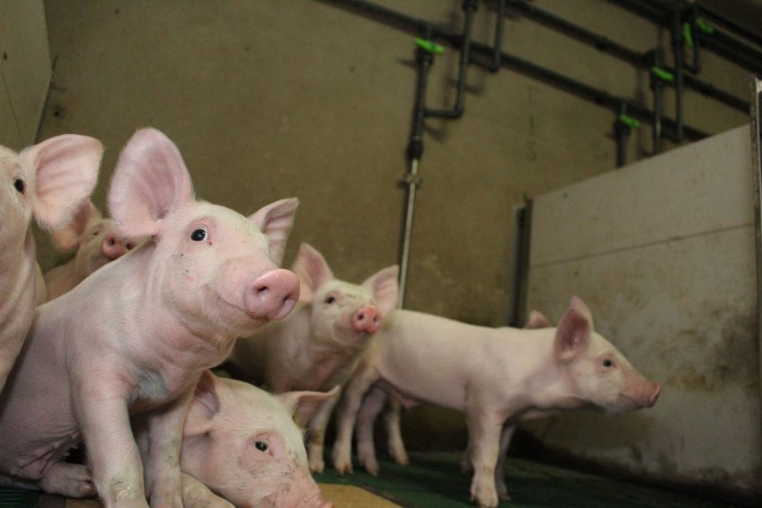 Farm producing pigs, data and knowledge