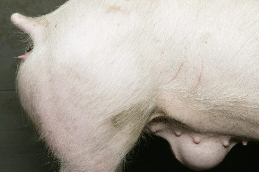 A hernia umbilicalis in a piglet   a common genetic defect. Photo: Robin Britstra