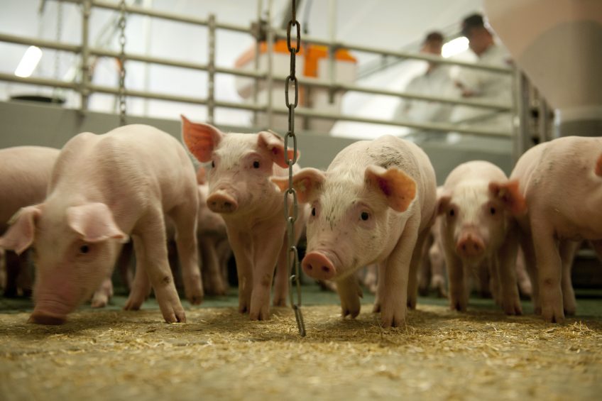 Less post-weaning diarrhoea in vaccinated piglets