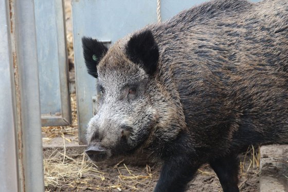 German farmers union calls for a wild boar-free zone at the Polish border and a solid fence to keep out Polish boars.