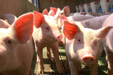 There is a huge backlog in South Africa s pig sector, and farmers have had to cut their losses. - Photo: SAPPO