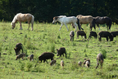 Healthy wild boar grazing in a meadow. - Photo: Jan Vullings