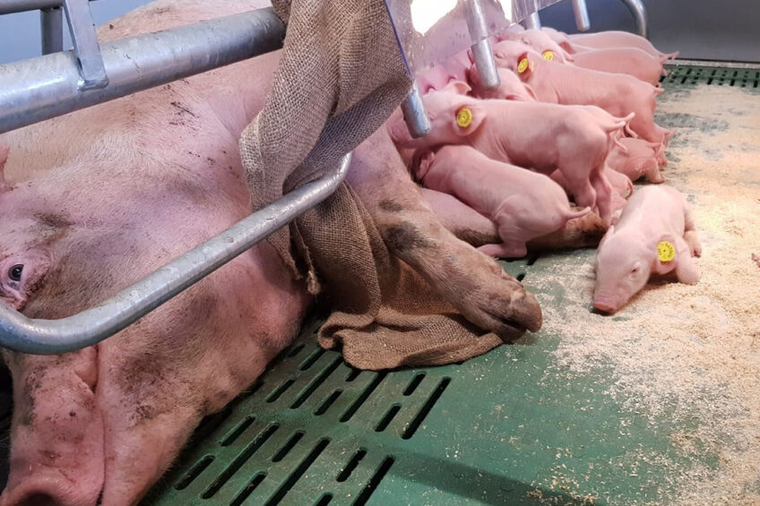 A sow in the transition phase, as she has just farrowed. - Photo: De Heus