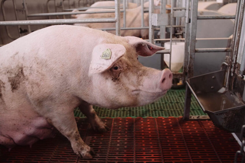 This farrowing sow on a farm in Belgium receives 7 equal portions of feed per day. - Photo: Nedap