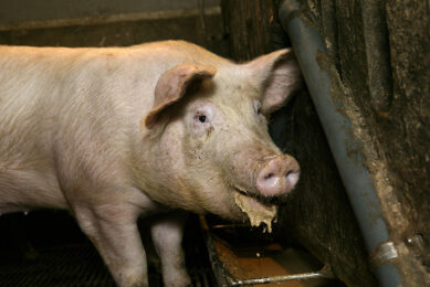 Dietary flavour supplementation improved the reproductive performance of the sows, which was associated with enhanced beneficial microbiota in the sows  gastrointestinal tract. Photo: Jan-Willem Schouten