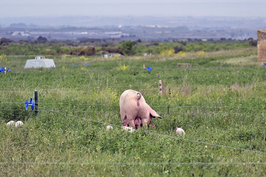 Each sow has 500 m2 at her disposal. - Photo: Cal Miqueló