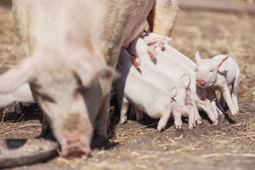 By paying attention to nutrition and environment, heat stress can be efficiently managed sows and their offspring. Photo: Canva