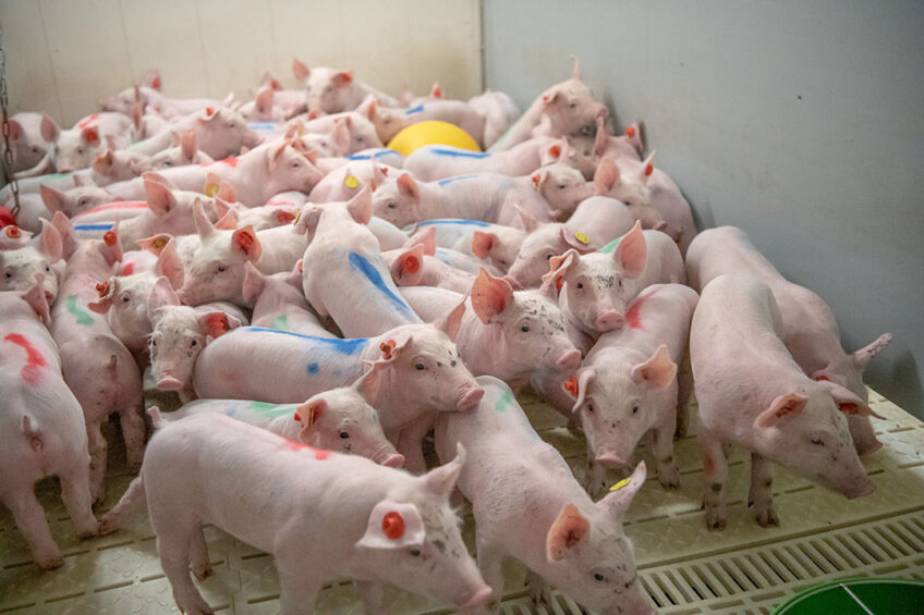 Why do pigs start so rough today in the nursery? - Photo: Michel Velderman