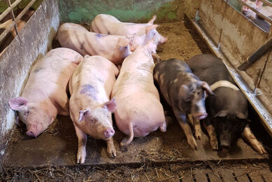 Cooling can significantly reduce pen fouling. - Photo: Knut-Håkan Jeppsson