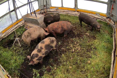 Sneak peek inside one of the mobile pig houses. - Photo: Ukko Robotics