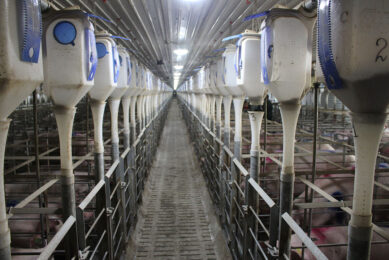 A room for gestating sows on a farm in Russia. - Photo: Vincent ter Beek