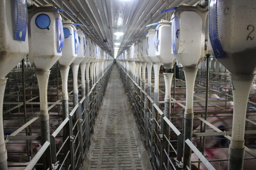 A room for gestating sows on a farm in Russia. - Photo: Vincent ter Beek