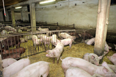 A 2nd pig farm in Poland was found positive for ASF in 2021. - Photo: Henk Riswick