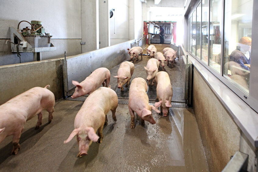A spectacle that may be slightly less common in the UK these days: pigs arriving at a slaughterhouse to get slaughtered. - Photo: Atelier68