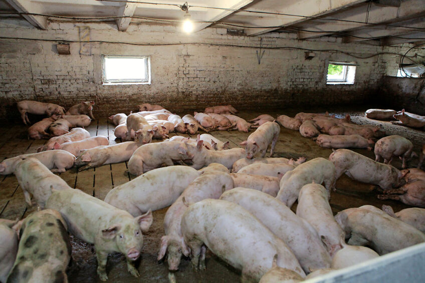 Pig farming in Ukraine, as shown  on the picture in an old Soviet state farm, is not a very profitable business at the moment. - Photo: Henk Riswick