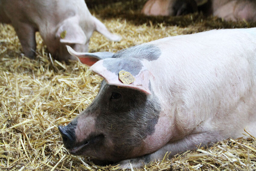 The larger of the 2 infected farms is an organic facility according to Top Agrar. The animals on the picture were not related to this outbreak. - Photo: Boerderij