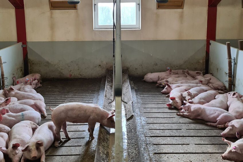 Hanging over the pigs  heads are the FarmSee sensors: camera-based monitoring with individual pig recognition. - Photo: Philippe Caldier