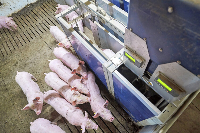 A feeding station that is equipped with RFID technology to track the pigs  individual feed intake and weights. - Photo: Van Assendelft Fotografie