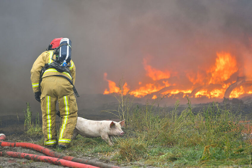 Fire on a pig farm in the Netherlands. Do farmers know what to do when a crisis occurs? - Photo: Bert Jansen