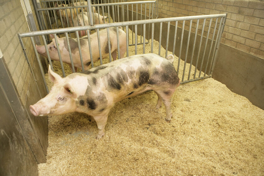 Boars: A critical component in pig farm success - Pig Progress