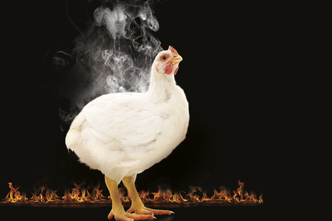 Novel heat stress interventions to cool off birds - Pig Progress