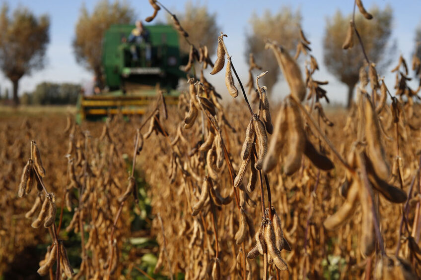 Growing soy is possible in European countries like the UK, but it remains the question whether it can be done in the volumes needed. - Photo: Hans Prinsen