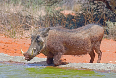 Warthogs are natural hosts of the African Swine Fever virus. - Photo: Wikipedia