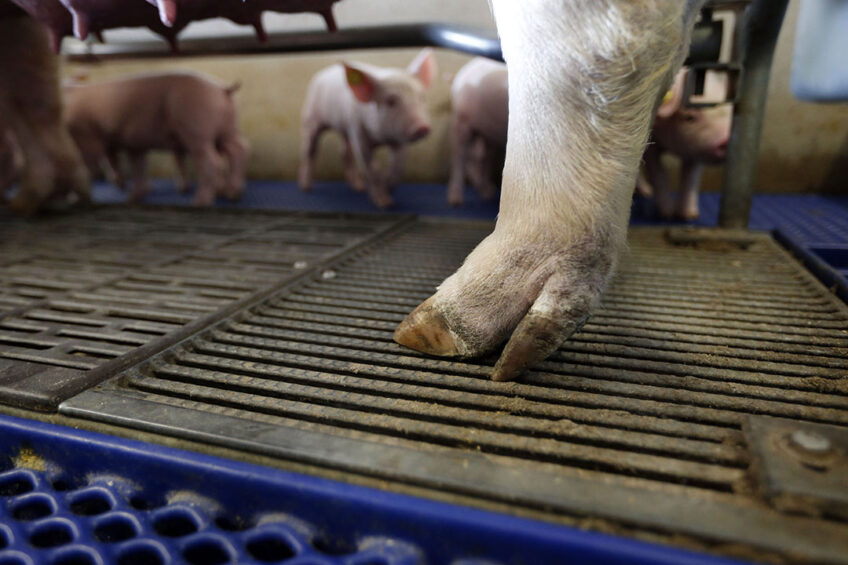 A healthy sow claw as everyone likes to see it. - Photo: Bert Jansen