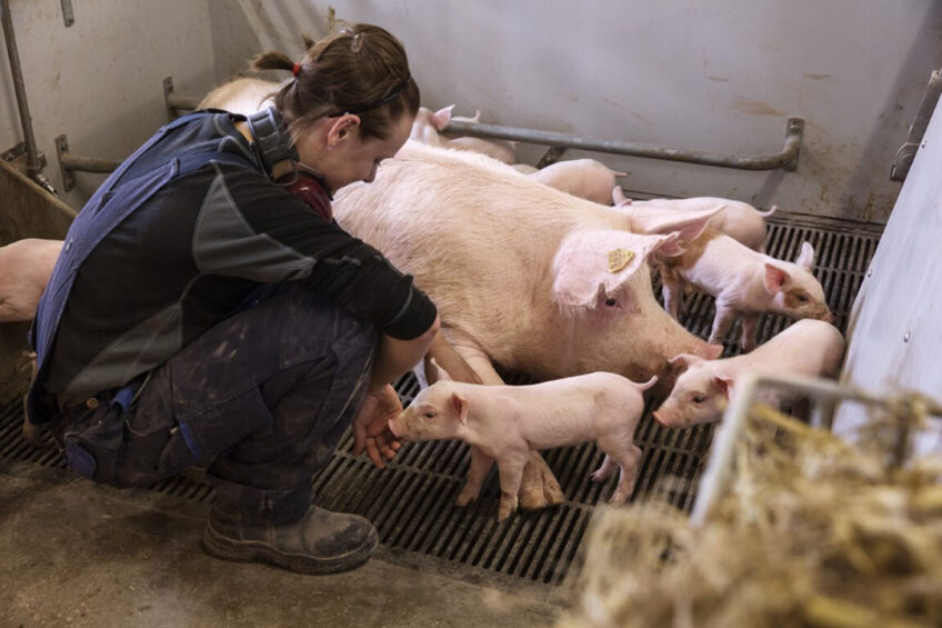 A caretaker that can easily work with a non-confined sow and her piglets. - Foto: SEGES Danish Pig Research Centre