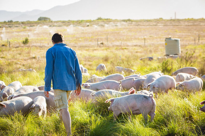 Pigs roam the poorer land and are moved once per week to new pasture. - Photos: Angus McIntosh