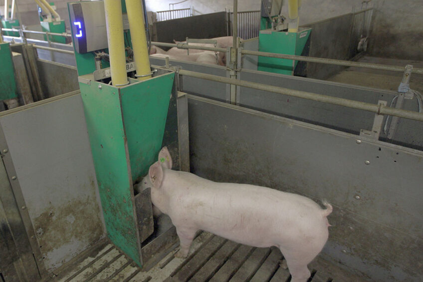 A pig at the trough in a trial farm. Photo: Bert Jansen
