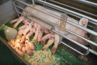 The European Parliament s vote is likely to affect the practice of farrowing crates in the European Union. - Photo: Van Assendelft Fotografie