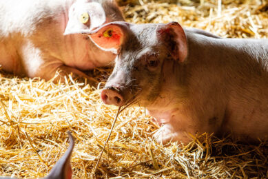 A grower pig enjoying its straw bedding on a farm applying the Xaletto concept in Germany. - Photo: Ronald Hissink