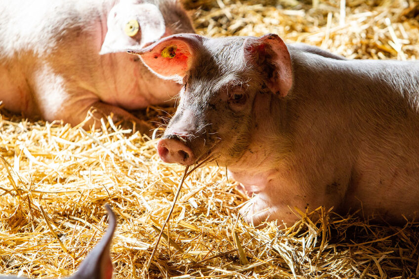 A grower pig enjoying its straw bedding on a farm applying the Xaletto concept in Germany. - Photo: Ronald Hissink