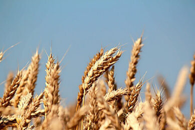 Wheat is becoming the feed raw material of choice in Brazil. - Photo: Canva