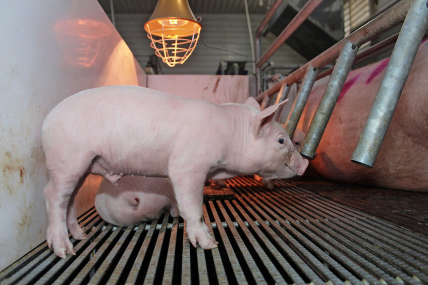 A piglet before weaning at a farm in Lipetsk region, Russia. - Photo: Vincent ter Beek