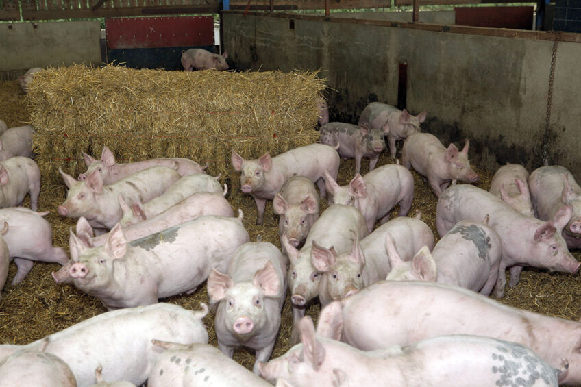 High usage of antibiotics in UK farms will be targeted. - Photo: Henk Riswick