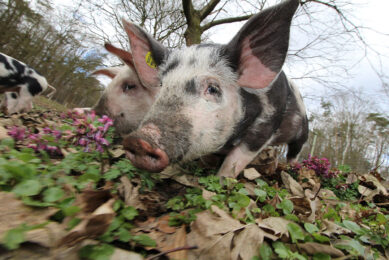 Piglets occupying a meadow in the east of the Netherlands. - Photo: Vincent ter Beek