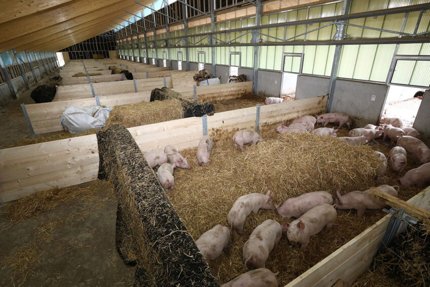 Overview of the barn. At the front are the finishers, at the back the breeding sows. Because there are no sections, the barn is light and contains a lot of air. - Photos: Henk Riswick