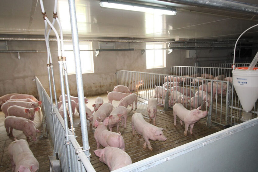 Grow-finisher pigs on a farm close to Beijing. - Photo: Vincent ter Beek