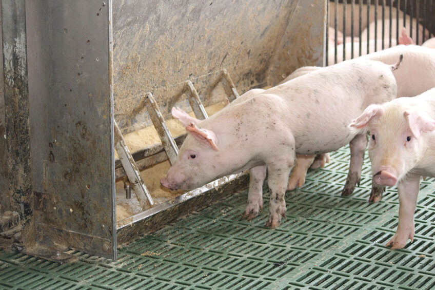 A weaner pig looking for a meal at a farm in Mindanao.  -Photo: Vincent ter Beek