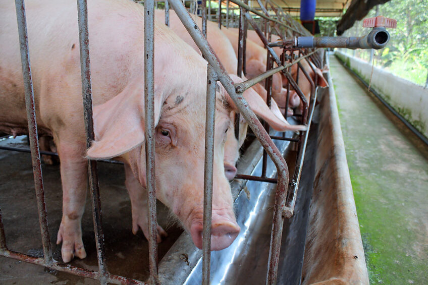 Gestating sows in hot conditions, on a farm near Ho Chi Minh City, Vietnam. - Photo: Vincent ter Beek