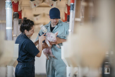 A piglet is being vaccinated against PCV2. - Photo: Boehringer Ingelheim