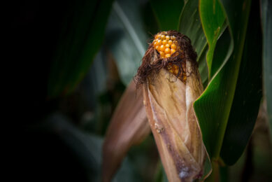 The MyToolBox project looked at various mycotoxin reducing practices along the entire food production chain. Photo: ZEVEI-WENHUI