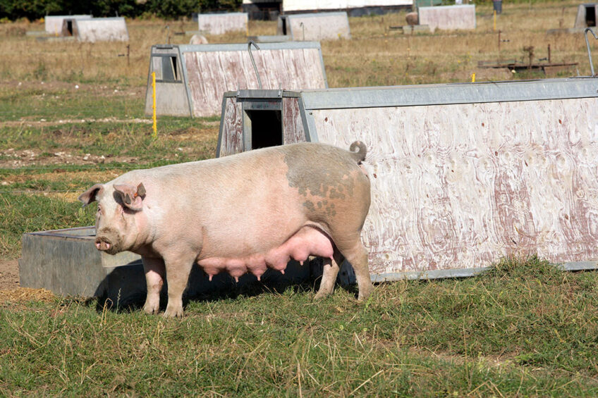 Pig prices will have to rise considerably to match the growth in feed prices. - Photo: Henk Riswick