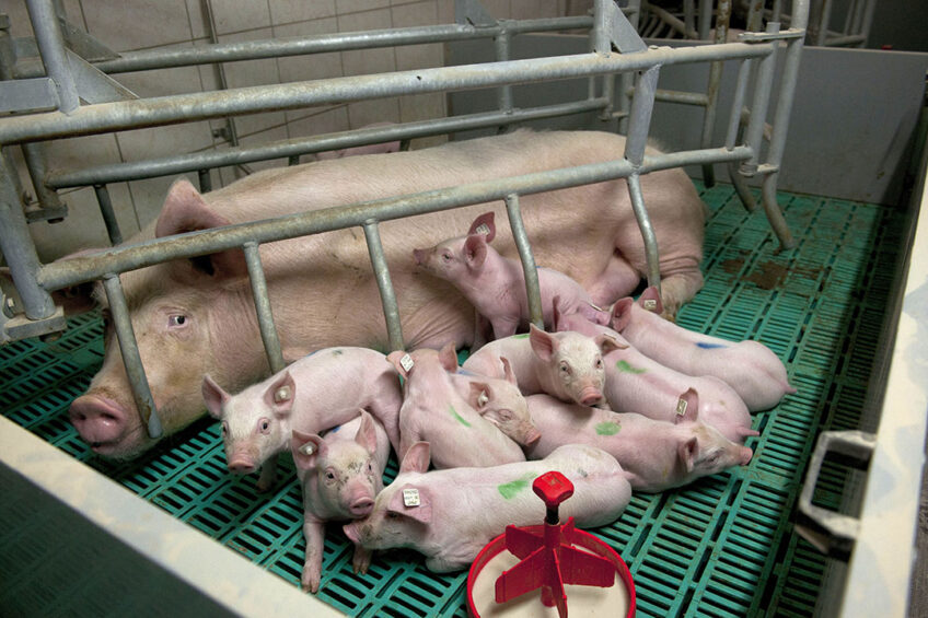 A healthy litter near a sow on a farm in Lower Saxony, Germany. - Photo: Mark Pasveer