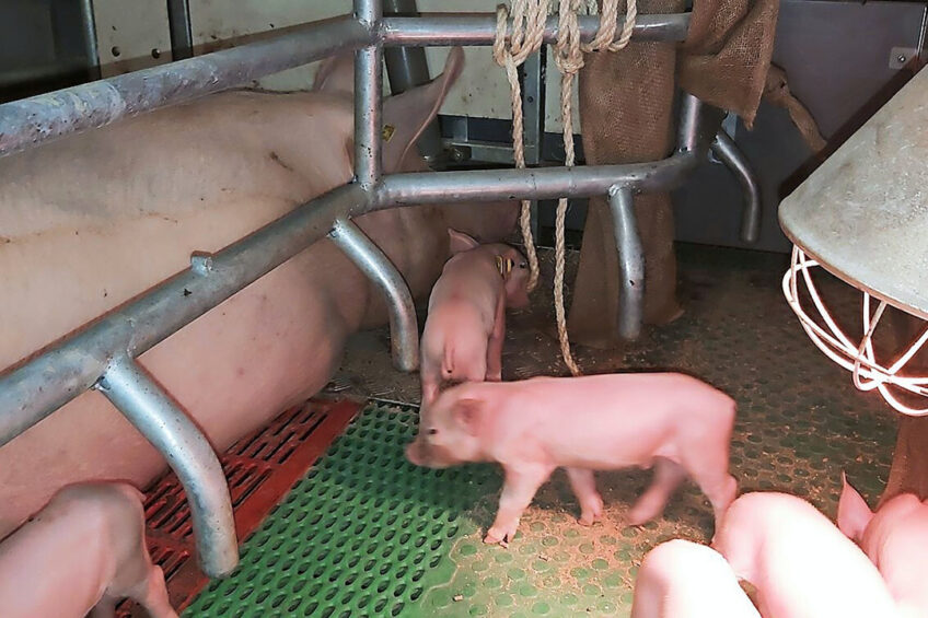 At the Family feeding concept, sows can teach piglets better how to eat. - Photo: WUR