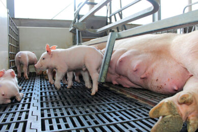 A sow and piglets in better times on a farm in Luzon, the Philippines. - Photo: Vincent ter Beek