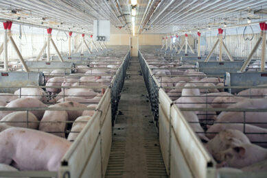 A finisher barn in Iowa, United States. The farm does not play a role in this article. - Photo: Craig Lassig, EPA