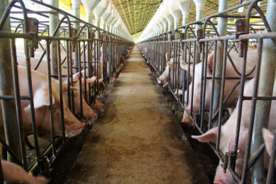 Gestating sows on a farm in Paraná state, Brazil. - Photo: Vincent ter Beek